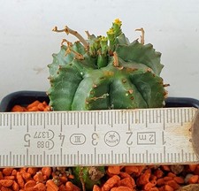 Euphorbia meloformis