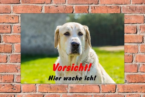 Schild hund labrador - schild,