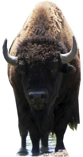 Bison lebensechte größe - bison,