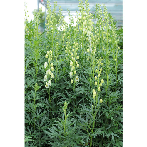 Aconitum napellus album - aconitum,