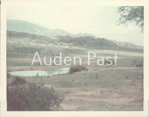 Vintage african elephant - african,