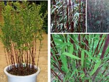 Roter Bambus schnellwüchsige Pflanzen immergrüne Palmen für den Blumentopf !