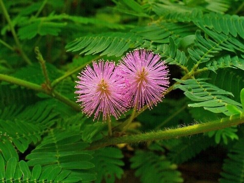 Sinnpflanze mimosa pudica - mimosa,