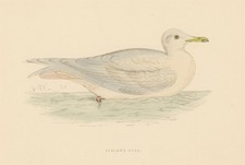 Iceland Gull Polar Seagull