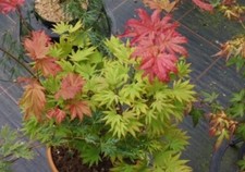 Ahorn shirasawanum autumn moon - shirasawanum,