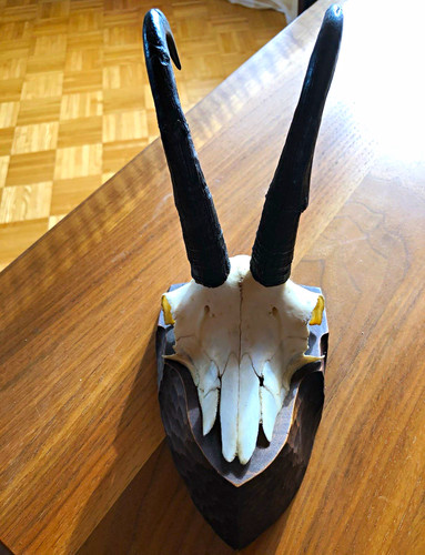 Jagd trophäe bock - jagd-trophäe, bock-schädel