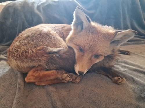 Fuchs rotfuchs ausgestopft - fuchs,