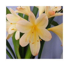 1x Clivia Appleblossom T9 Garten Blumen Pflanzen - Samen / Bulbs B952