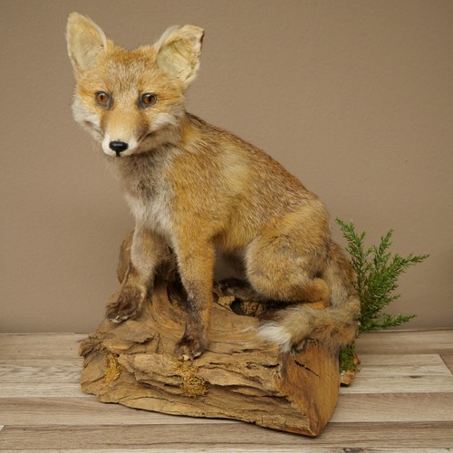 Fuchs rotfuchs sitzend - fuchs,