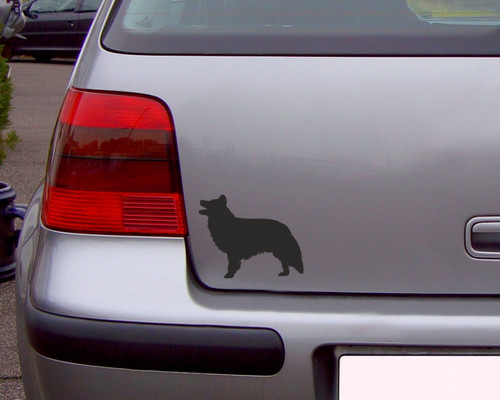 Samunshi border collie - border, hunde