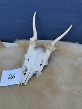 Nr 26 Hirschgeweih echtes Hirsch Geweih Jagdtrophäe Dammwild