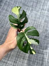 Rhaphidophora Tetrasperma