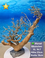 🌳Aquarium Wurzel Bonsai
