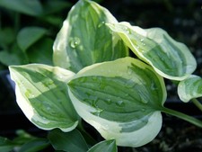 Hosta Funkie " Baby Booties "