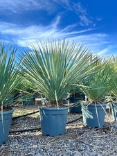 Sunny tree yucca - sunny, rostrata