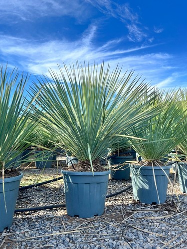 Sunny tree yucca rostrata - yucca,