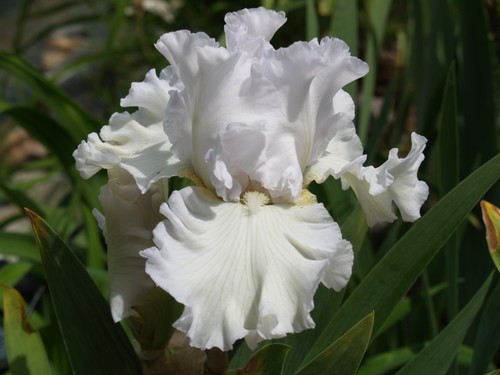 Schwertlilie iris janet s - /, janet's