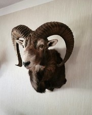 Mufflon Tropähe/ Präparat im