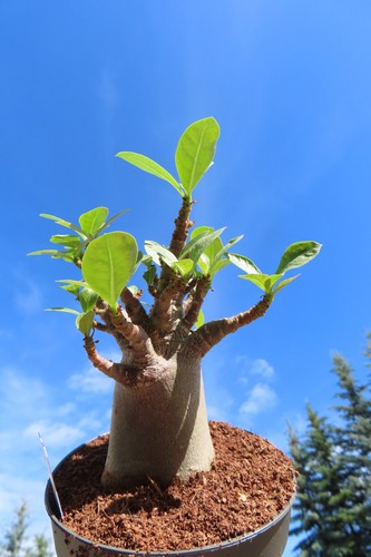 Adenium obesum wüstenrose - adenium,