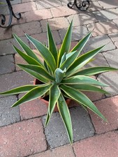 AGAVE Attenuata, Schwanenhals