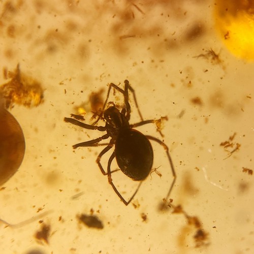 Detaillierte spinne - detaillierte,