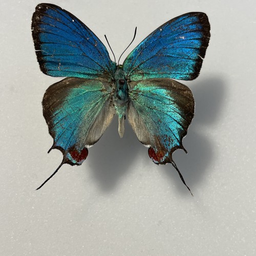 Entomologie*Thecla