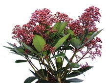 Skimmia japonica Rubella