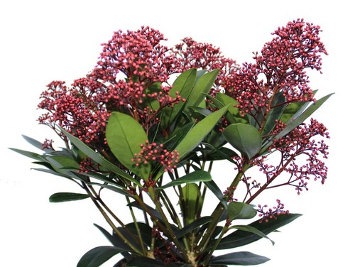 Skimmia japonica rubella - skimmia,