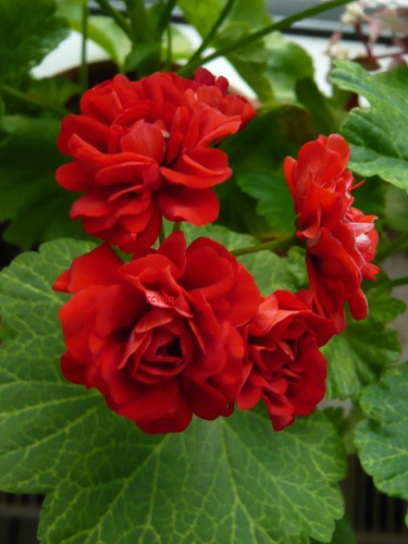 Pelargonie bornholm geranie - bornholm,