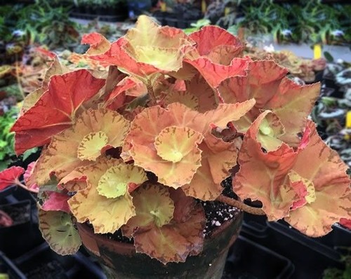 80003068 begonia martha - begonia, 'martha