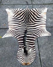 DM. 3057 sauberes gepfle Zebrafell komplett mit Schwanz und Kopf ca. 275 cm lang