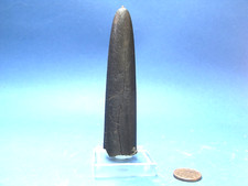 Donnerkeil Belemnit 8 cm auf