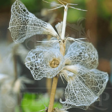 200 samen muschelblume - 200,