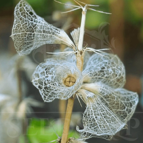 200 samen muschelblume - samen,