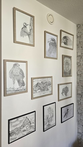 Bleistiftzeichnung steinadler - bleistiftzeichnung,