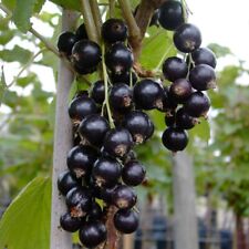 Titania (S) schwarze