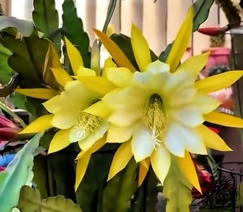 Riesen blüte blattkaktus - riesen,