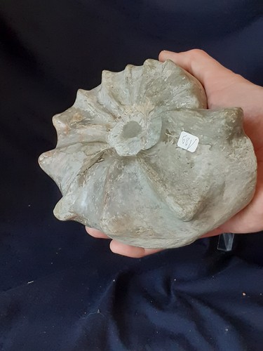 Großer ammonit ceratites - großer,