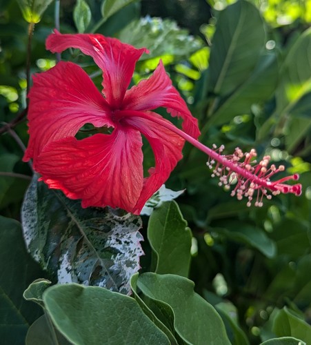 Hibiscus camdenii snow - hibiscus,