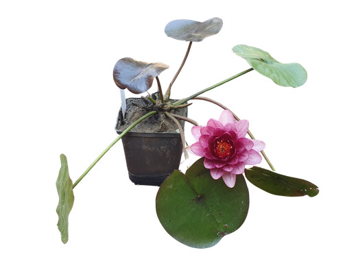Seerose nymphaea almost black - seerose,