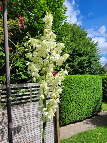 Yucca topf palmlilie - im, 11