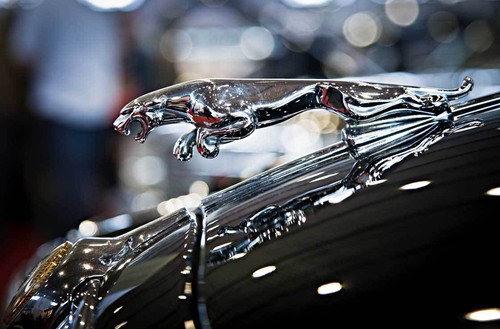 Leinwand bild jaguar - leinwand,