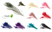 10 echte Pfauenfedern ca