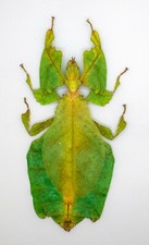 Leaf insect phylliidae - insect, -phylliidae