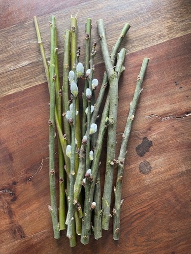 Kätzchenweide salweide salix - kätzchenweide,