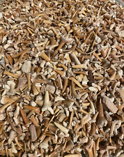 ✦ 50g Haizähne Versteinerte Haifischzähne Haifisch Zahn Fossilien aus Marokko ✦