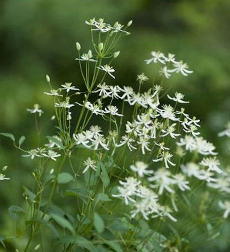 Staudenclematis recta 80cm - staudenclematis, 60-80cm