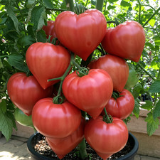 Tomatensamen (7+Samen); alte russische Sorte "Abakanskiy Rozovyi" , aus 2025