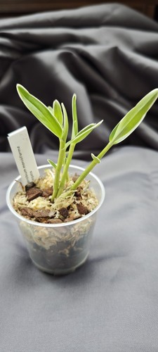 Dendrobium moniliforme