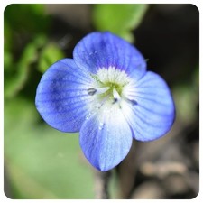 Bachbunge Veronica beccabunga